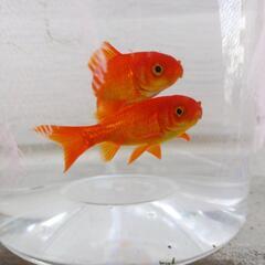 【取引中】赤金魚2匹