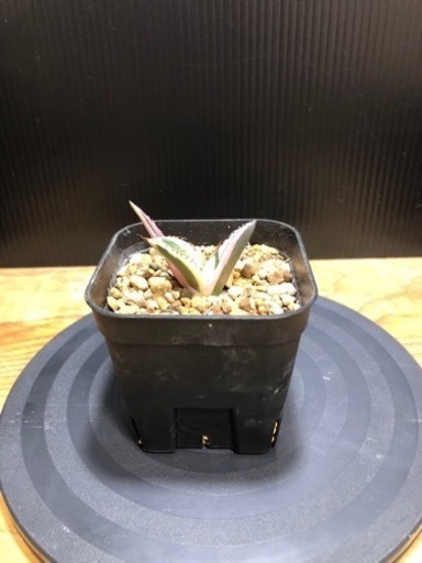 スナグルトゥース　アガベ