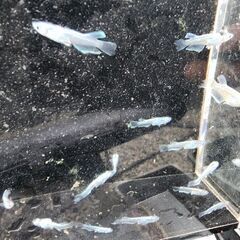 メダカ【エルビス】