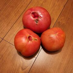 ①朝採りトマト　規格外