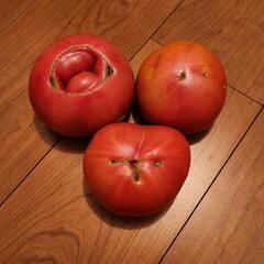 ②朝採りトマト　規格外