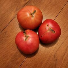 ④朝採りトマト　規格外