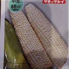 値下げ、ホワイト　トウモロコシ苗