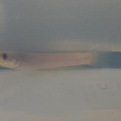 レア✨Platinum スケルトン コウタイ✨