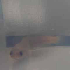 レア✨Platinum スケルトン コウタイ✨