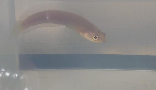 レア✨Platinum スケルトン コウタイ✨ - その他 