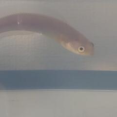 レア✨Platinum スケルトン コウタイ✨