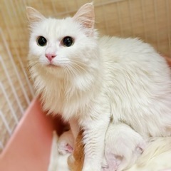 白い長毛の美猫(一時募集停止)