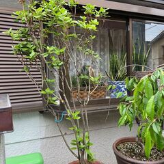 ■植木３点　ミツバツツジ・ハナモモ・カイドウザクラ