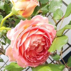 💖✨🌹開花中🌹✨イングリッシュ・ローズ ピンク色の良い香りのバラ...