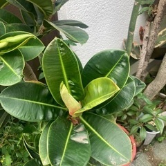 アポロゴムノキ　観葉植物