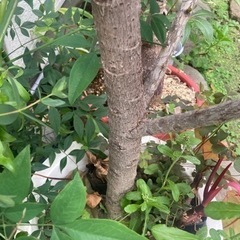 アポロゴムノキ　観葉植物