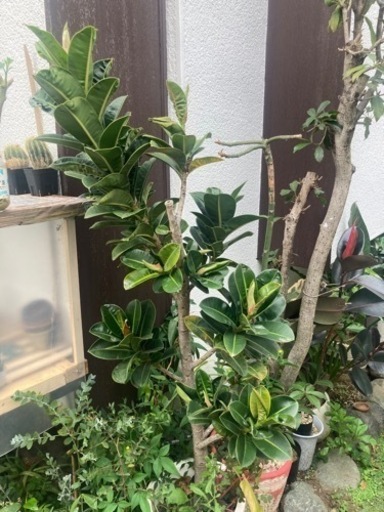 アポロゴムノキ　観葉植物
