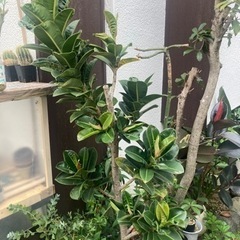 アポロゴムノキ　観葉植物