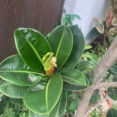 アポロゴムノキ　観葉植物