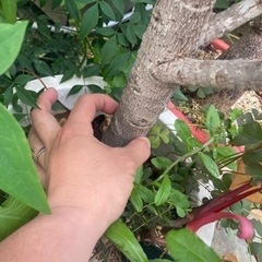 アポロゴムノキ　観葉植物