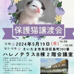 【さいたま市】5/19（日）ハレノテラス保護猫譲渡会