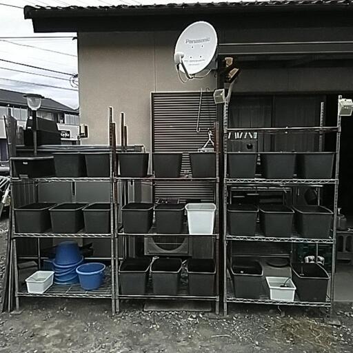 メダカ26種類\u0026メダカ用品セット