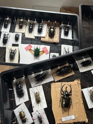 カブトムシ、クワガタ標本
