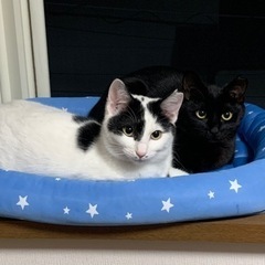 いつも一緒　仲良し白と黒の姉妹猫♪