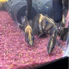 ダトニオ　5匹　リアルバンド　5〜6cm