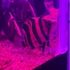 ダトニオ　5匹　リアルバンド　5〜6cm