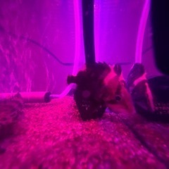 ダトニオ　5匹　リアルバンド　5〜6cm