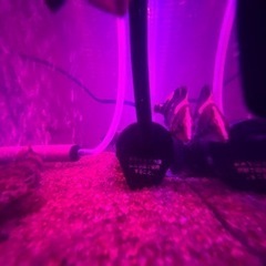 ダトニオ　5匹　リアルバンド　5〜6cm