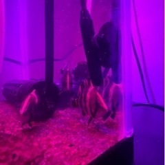 ダトニオ　5匹　リアルバンド　5〜6cm