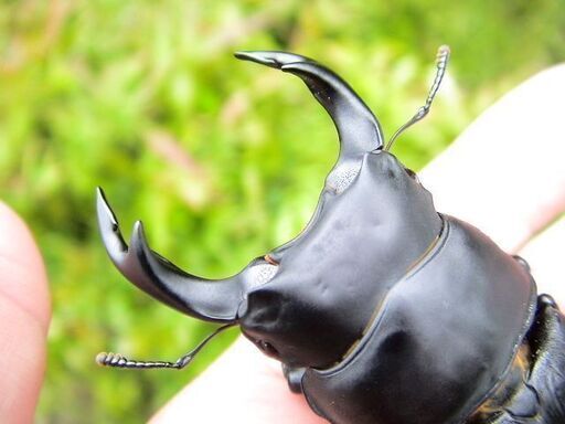 希少佐賀県久保泉産オオクワガタ生体☆雄75mm 雌45mm ペア (D-POCKET  