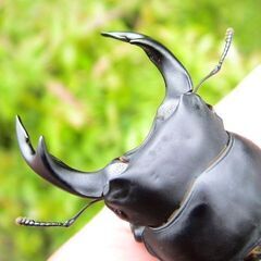 希少佐賀県久保泉産オオクワガタ生体★雄75mm 雌45mm ペア