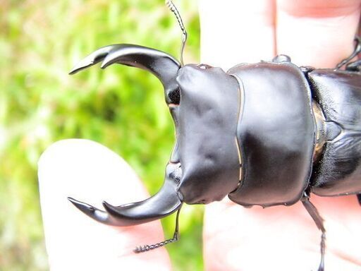 希少佐賀県久保泉産オオクワガタ生体☆雄75mm 雌46mm ペア（佐賀