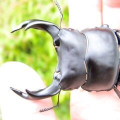 希少佐賀県久保泉産オオクワガタ生体★雄75mm 雌45mm ペア