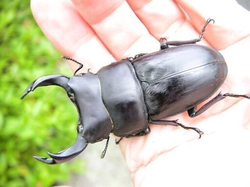 希少佐賀県久保泉産オオクワガタ生体☆雄75mm 雌45mm ペア