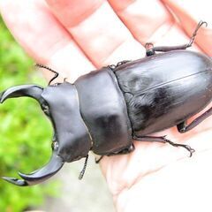 希少佐賀県久保泉産オオクワガタ生体★雄75mm 雌45mm ペア