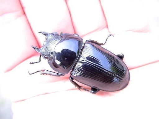 希少佐賀県久保泉産オオクワガタ生体☆雄75mm 雌46mm ペア（佐賀