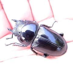 希少佐賀県久保泉産オオクワガタ生体★雄75mm 雌45mm ペア