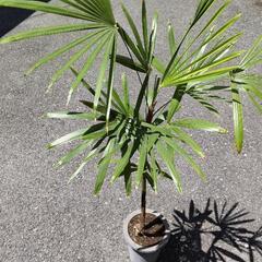 棕櫚竹　観葉植物
