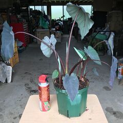 コロカシア「ブラックランナー」　鉢植え