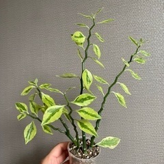 ダイギンリュウ/大銀龍/Euphorbia tithymaloides