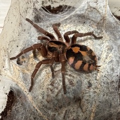 奇虫　
タランチュラ　メス確定5種　他3種　 