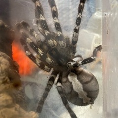 奇虫　
タランチュラ　メス確定5種　他3種　 