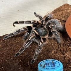 奇虫　
タランチュラ　メス確定5種　他3種　 