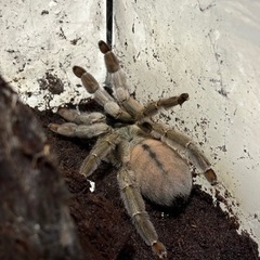 奇虫　
タランチュラ　メス確定5種　他3種　 