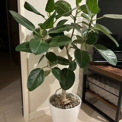 生活雑貨 家庭用品 ガーデニング フィカスベンガレシンス