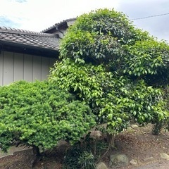 椿・山茶花(サザンカ)・ツツジなど植栽・造園・庭園・外構・ガーデニング