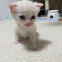 垂れ耳、生後2週間〜3週間程度の仔猫
