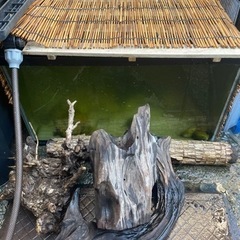 イベリアトゲイモリ　フナ　水槽　流木　プラケ