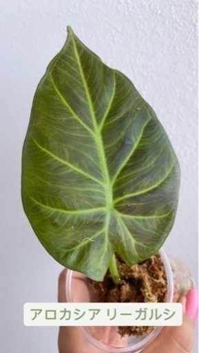 アロカシア リーガルシールズ 植物\n