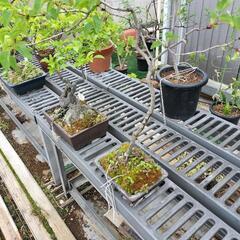 亡き祖父の年代物の盆栽まとめて7点セットを横浜の自宅までに引き取りに来られる方お願いします！